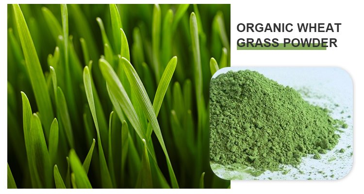 Organic Wheat Grass Powder.jpg